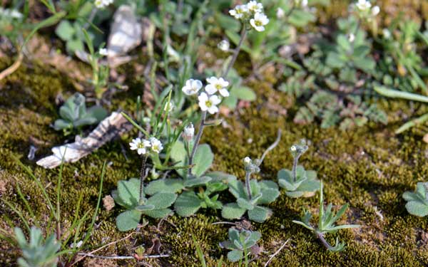 Draba cuneifolia, Wedgeleaf Draba, Southwest Desert Flora